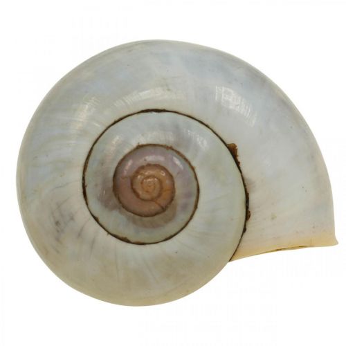 Floristik24 Maritim dekoration snegleskal naturlige snegle tomme 2-5cm 1kg