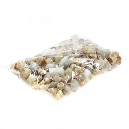 Floristik24 Maritim dekoration snegleskal naturlige snegle tomme 2-5cm 1kg
