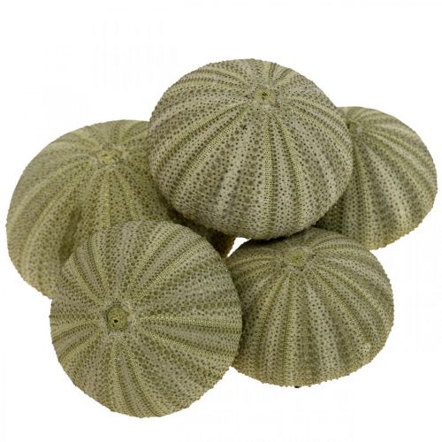 Floristik24 Maritim dekoration søpindsvin dekoration grøn sommerdekoration Ø5-6cm 17 stk
