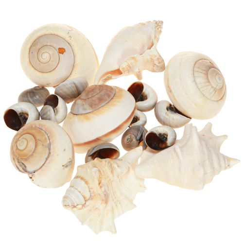 Floristik24 Søsnegleskal, maritim natur, 400g