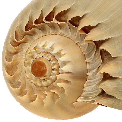 Floristik24 Melo rulle snegle shell natur 20cm - 22cm