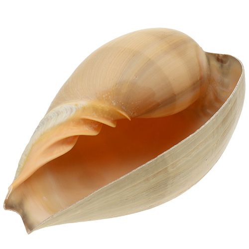 Floristik24 Melo rulle snegle shell natur 20cm - 22cm