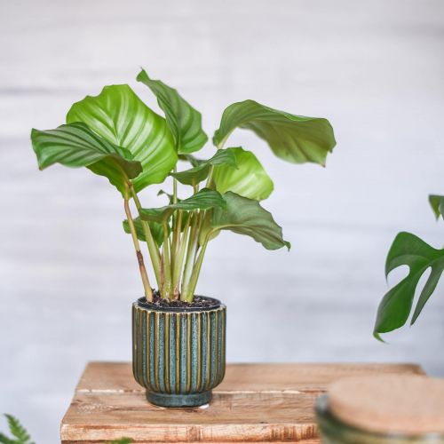 Floristik24 Mini urtepotte, keramisk plantekasse, bølgepotte grøn, brun Ø8cm H8,5cm