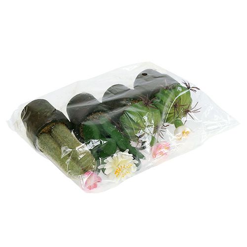 Floristik24 Mini kaktus med blomster H9-12cm 4stk