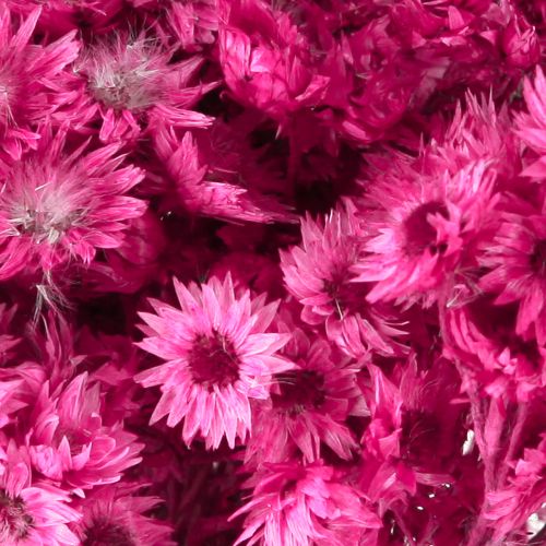 Artikel Mini Halmblomst Pink Tørret Blomst Klippeblomst H20cm 15g