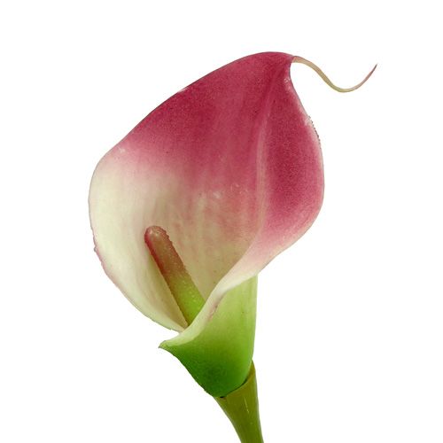 Artikel Mini calla kunstig 28cm Erika, creme 12 stk