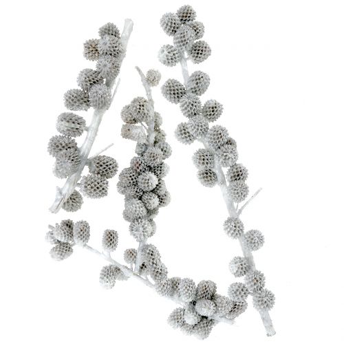 Floristik24 Casuarina kegler på grenen hvidgrå voks 250g