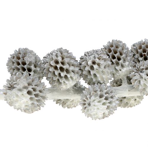 Floristik24 Casuarina kegler på grenen hvidgrå voks 250g