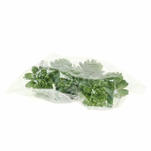 Floristik24 Mini - sukkulent 6,5cm 6stk