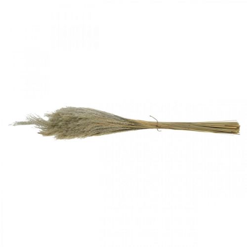 Artikel Tørt græs Miscanthus 55-75cm fjergræs natur 100 stk