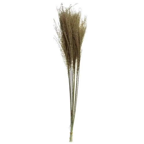Artikel Miscanthus kinesisk rørtørt græs tør dekoration 75cm 10 stk