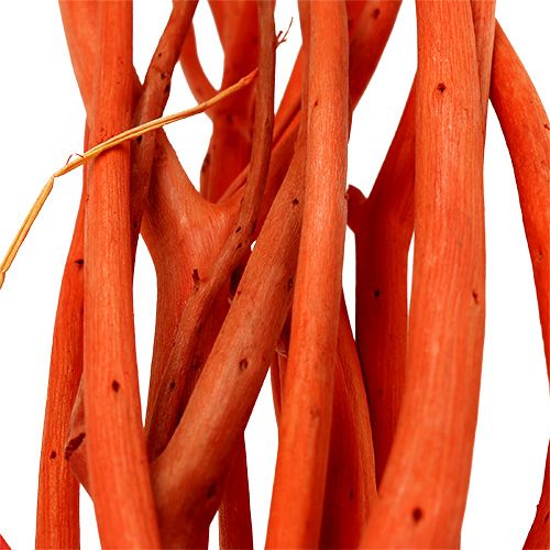 Floristik24 Mitsumata grene orange 34-60cm 12stk
