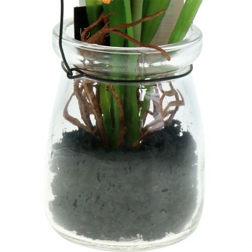 Floristik24 Orange valmue frø i et glas H22cm