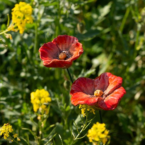 Artikel Valmuepæle til havedekorationer, perfekt dekorativt element til din have, 42 cm, 4 stk.