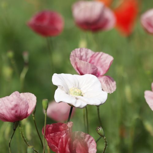 Artikel Valmuepæl, keramisk blomst, kærligt detaljeret, til elegante havedetaljer, 42 cm, 4 stk.