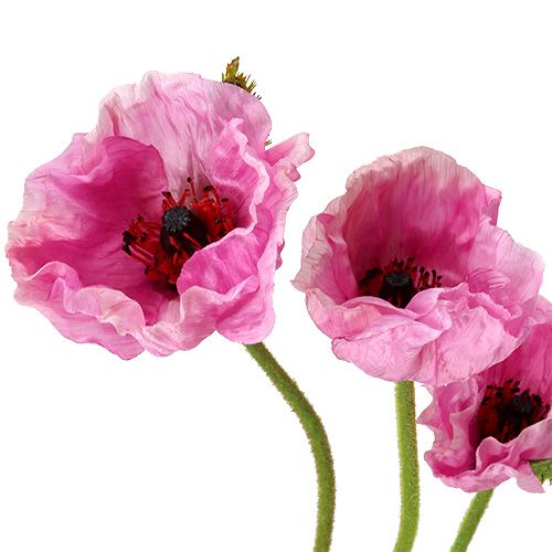 Artikel Valmuer pink 59cm - 75cm 3 stk