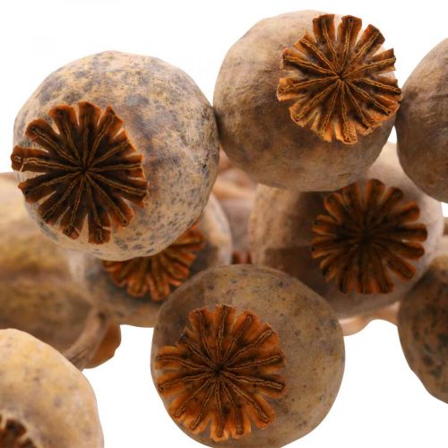 Floristik24 Poppy Capsule Deco Poppy Papaver Orange Tørrede Blomster 70g