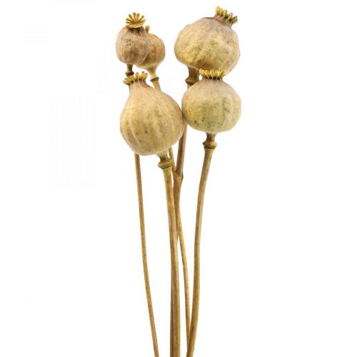 Valmue kapsel store tørrede blomster gul papaver deco valmue 5 stk