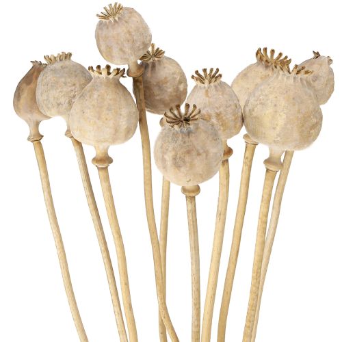 Floristik24 Valmuekapsler tørrede naturlige tørrede blomster 55 cm 10 stk