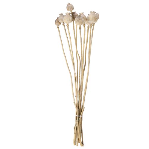 Floristik24 Valmuekapsler tørrede naturlige tørrede blomster 55 cm 10 stk