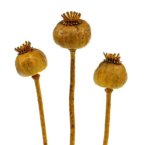 Floristik24 Valmuehoveder farvet gul 100 stk