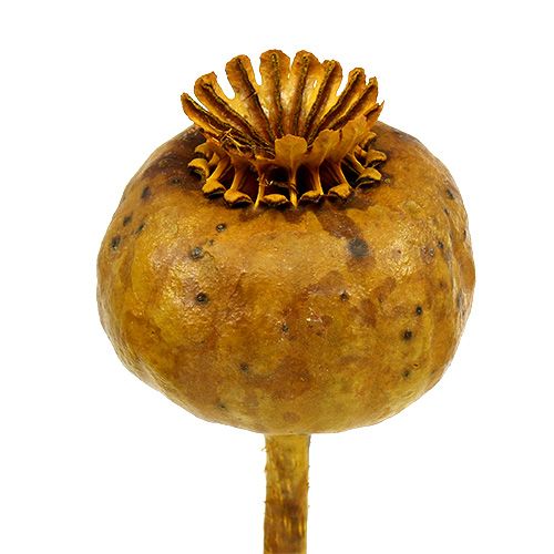 Floristik24 Valmuehoveder farvet gul 100 stk