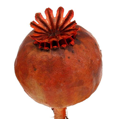 Floristik24 Valmuehoveder farvet orange 100 stk