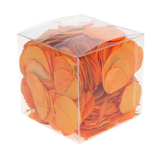 Floristik24 Moneta Blade Abrikos 50g