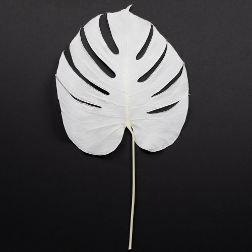 Monstera blade bleget dekorativt vinduesblad H40cm 5 stk
