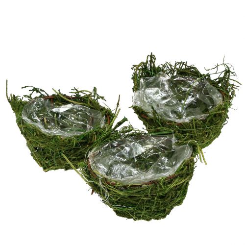 Moseskål grøn Ø11cm H6,5cm - 7,5 cm 5stk