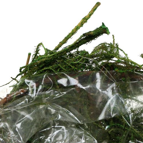 Floristik24 Moseskål grøn Ø11cm H6,5cm - 7,5 cm 5stk