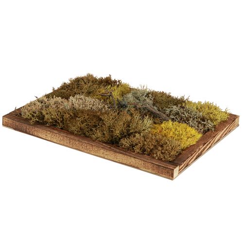Artikel Mosbillede ægte mosbillede med ramme bevaret 40×30cm
