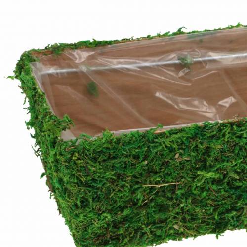Floristik24 Plantekasse Mosgrøn 20×10cm H9cm