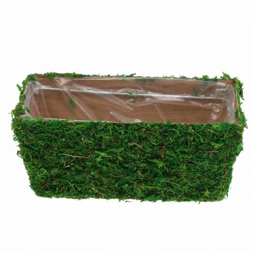 Floristik24 Plantekasse Mosgrøn 20×10cm H9cm