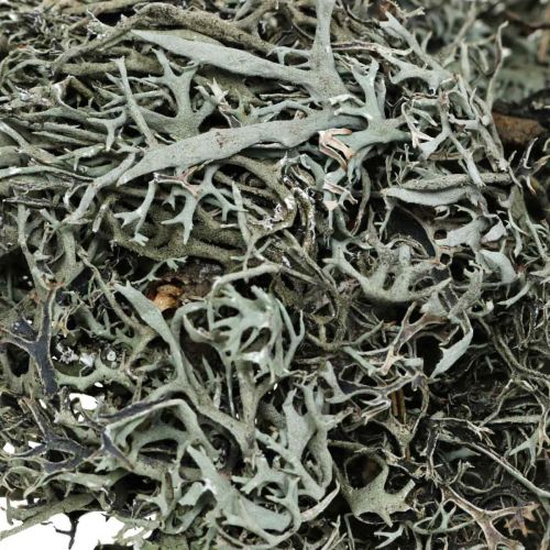 Artikel Deco kviste eg mos mos deco lav naturlig dekoration 750g