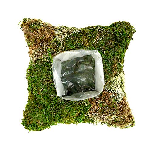 Floristik24 Mosepude til udplantning 20 cm x 20 cm 3stk