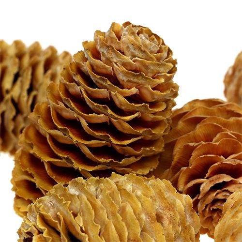Artikel Sabulosum kogler creme 500g