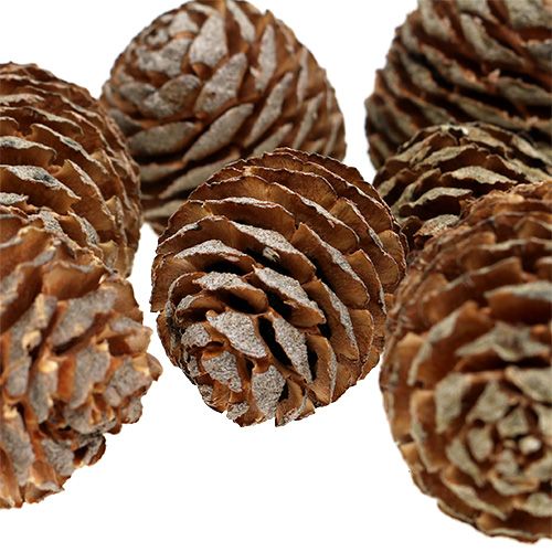 Floristik24 Murii kegler naturlig 500g
