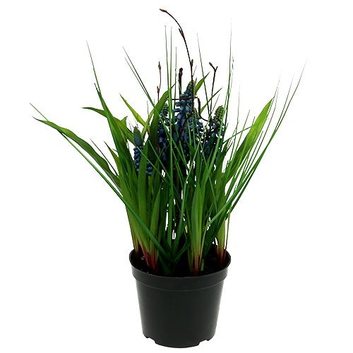 Floristik24 Muscari i en pot blå H 30 cm