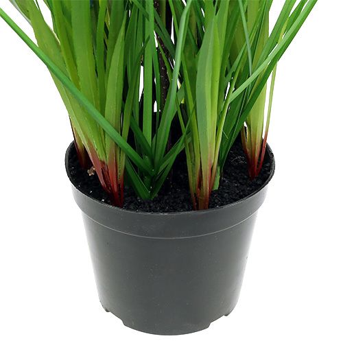 Floristik24 Muscari i en pot blå H 30 cm