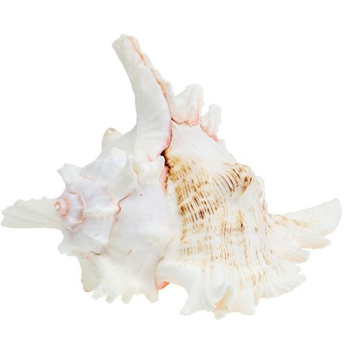 Floristik24 Shell Chicoreus ramosus 17,5 cm