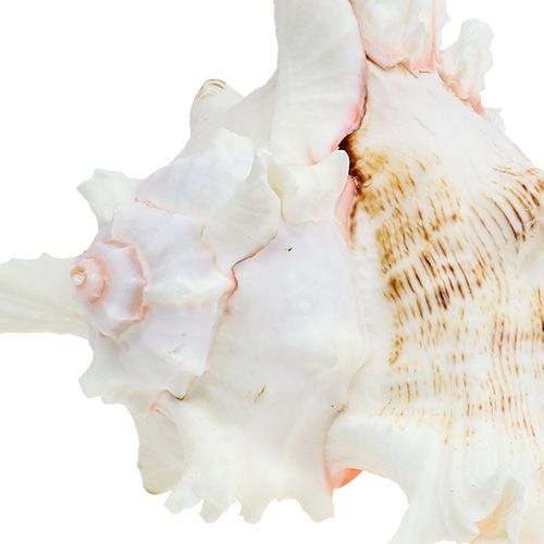 Floristik24 Shell Chicoreus ramosus 17,5 cm