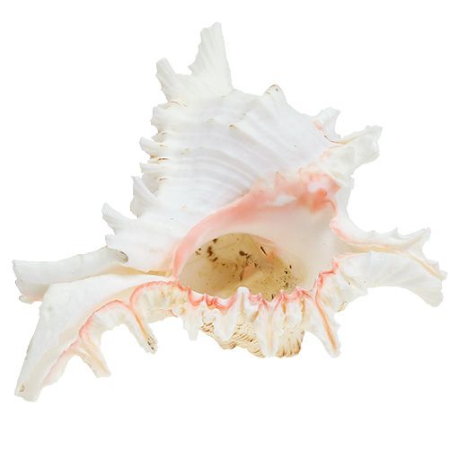 Floristik24 Shell Chicoreus ramosus 17,5 cm