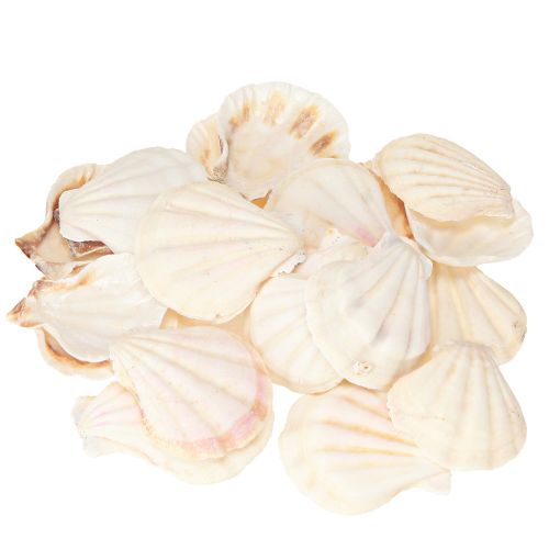 Artikel Skaldekoration kammuslinger i natur 3,5cm–4cm 300g