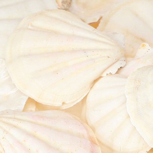 Artikel Skaldekoration kammuslinger i natur 3,5cm–4cm 300g