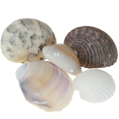 Artikel Skaldekoration mini hjertemuslinger sneglehuse 1-3cm 340g