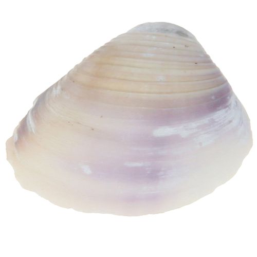 Artikel Skaldekoration mini hjertemuslinger sneglehuse 1-3cm 340g