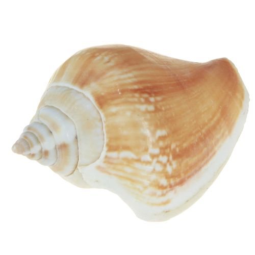 Artikel Skaldekoration skalmix sneglehuse 4–8 cm natur 400 g