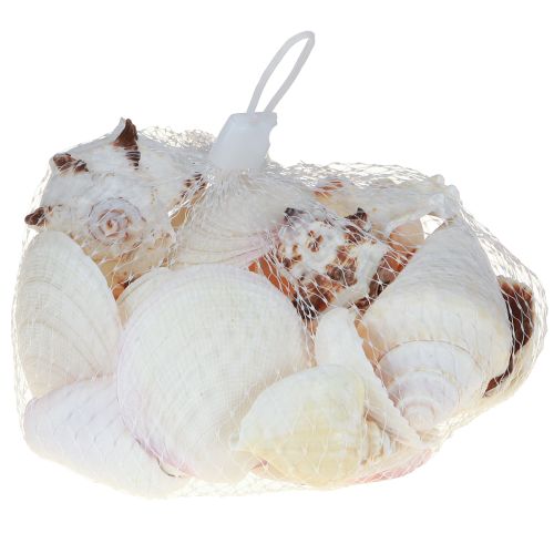 Artikel Skaldekoration skalmix sneglehuse 4–8 cm natur 400 g
