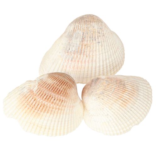 Artikel Skaldekorationsskaller hvide brune hjertemuslinger 5-7cm 300g